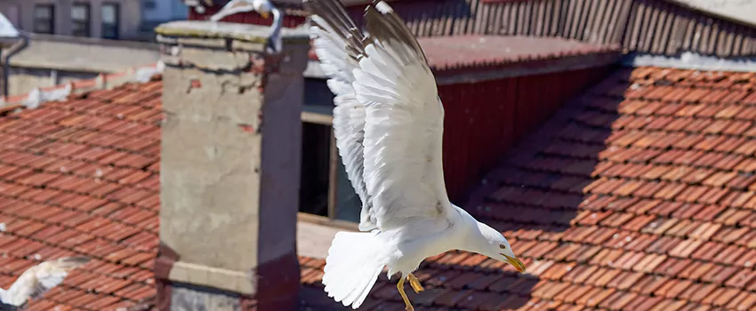 Residential Chimney Animal Removal Solution in Orinda, CA