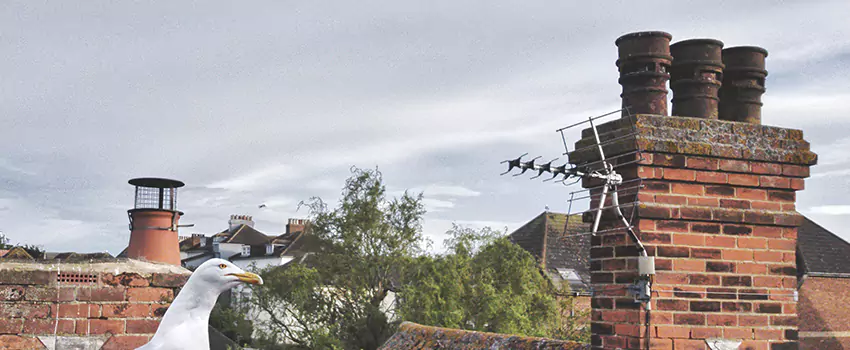 Chimney Cleaning And Restoration in Orinda, California